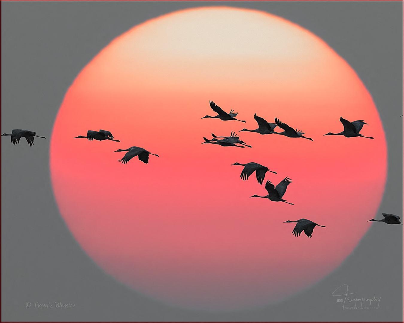 Sandhill Cranes and Sunset