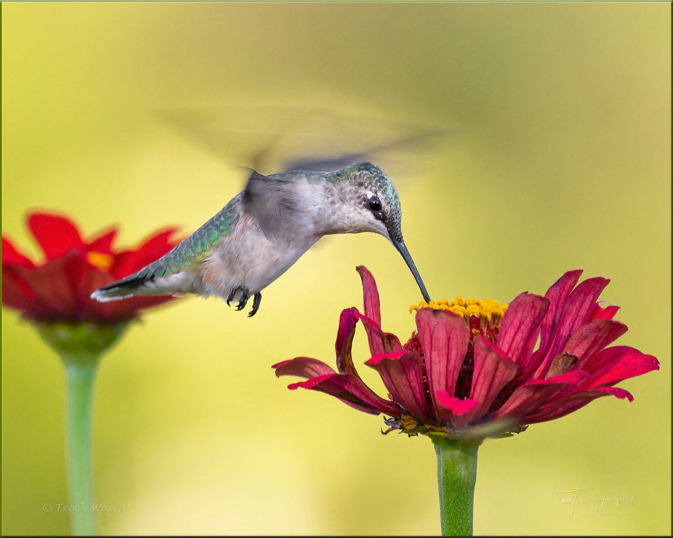 Ruby-throated Hummingbird in motion