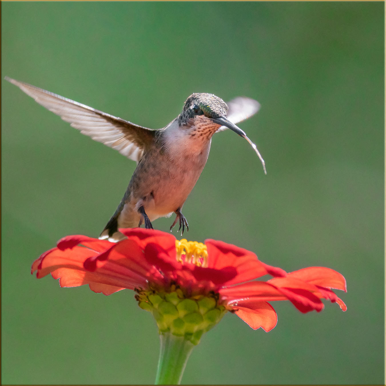 Ruby-throated Hummingbird in flight with tongue out