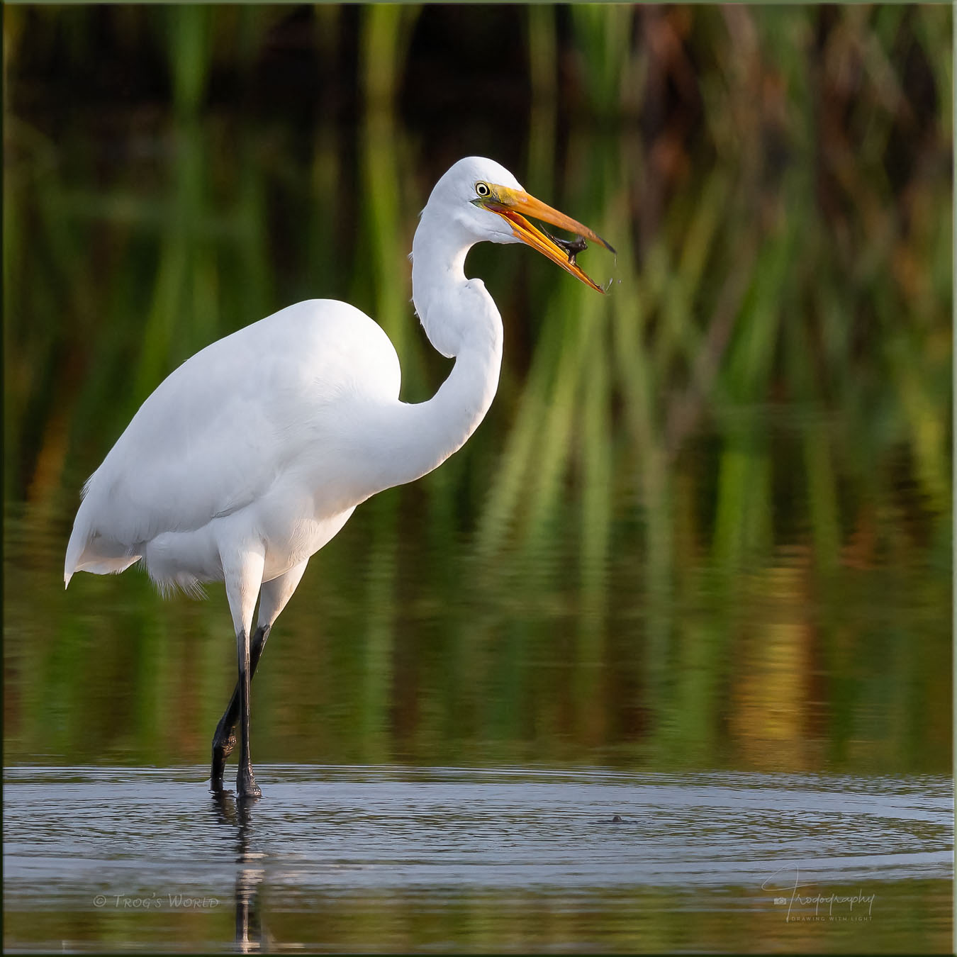 Great Egret with a fish snack