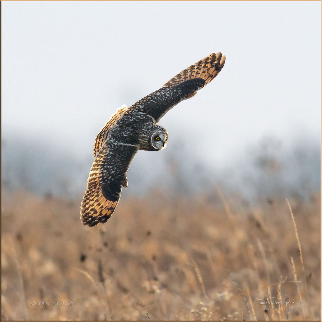 Short-eared Owl in on an evening hunt