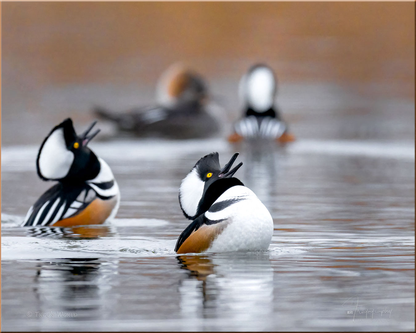 Hooded Mergansers courting a lady