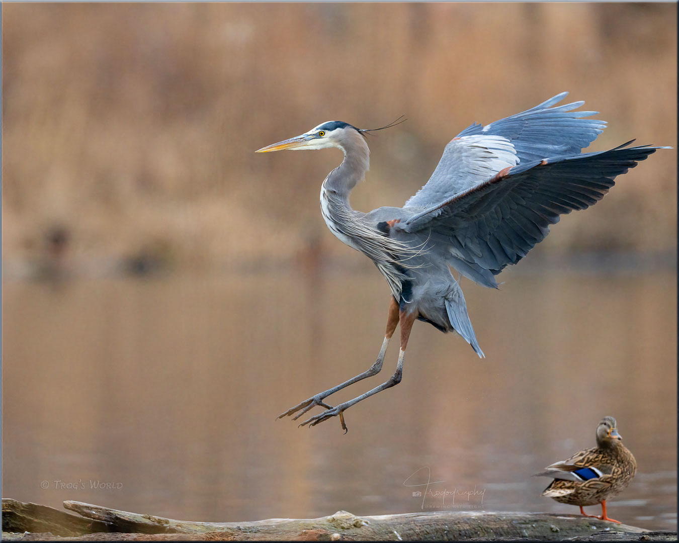 Great Blue Heron coming in for a landing