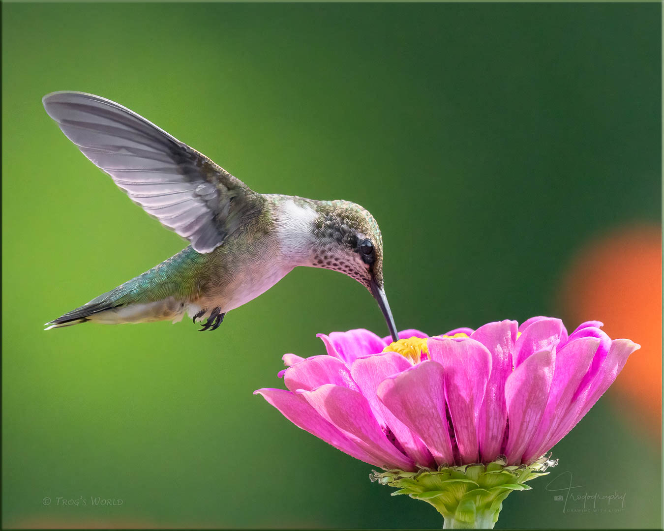 Ruby-throated Hummingbird poking on a flower