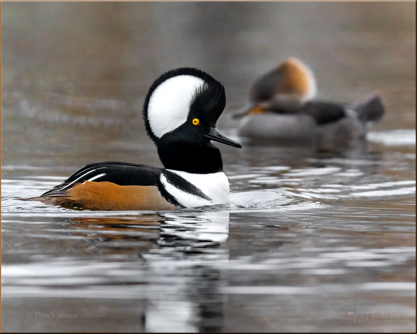 Hooded Mergansers on a lazy afternoon