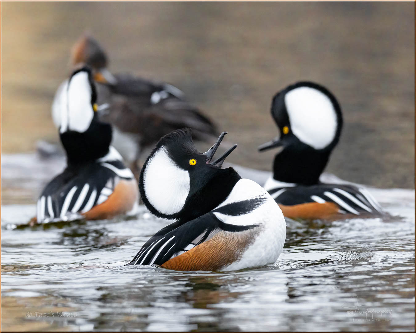 Hooded Mergansers courting a lady