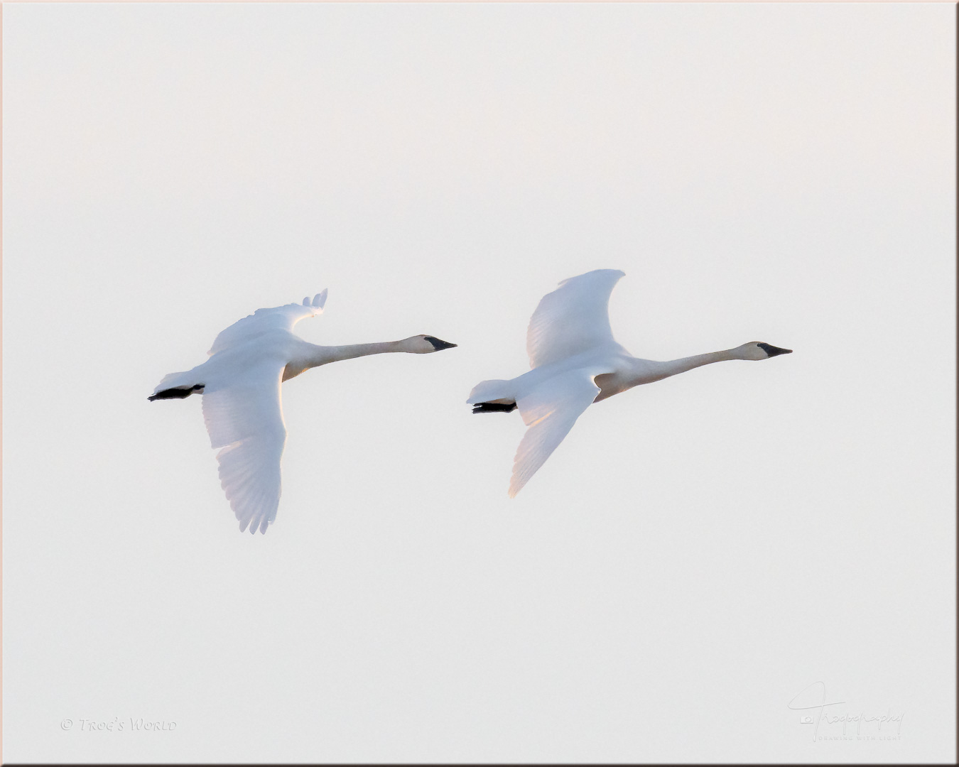 Trumpeter Swans in Flight