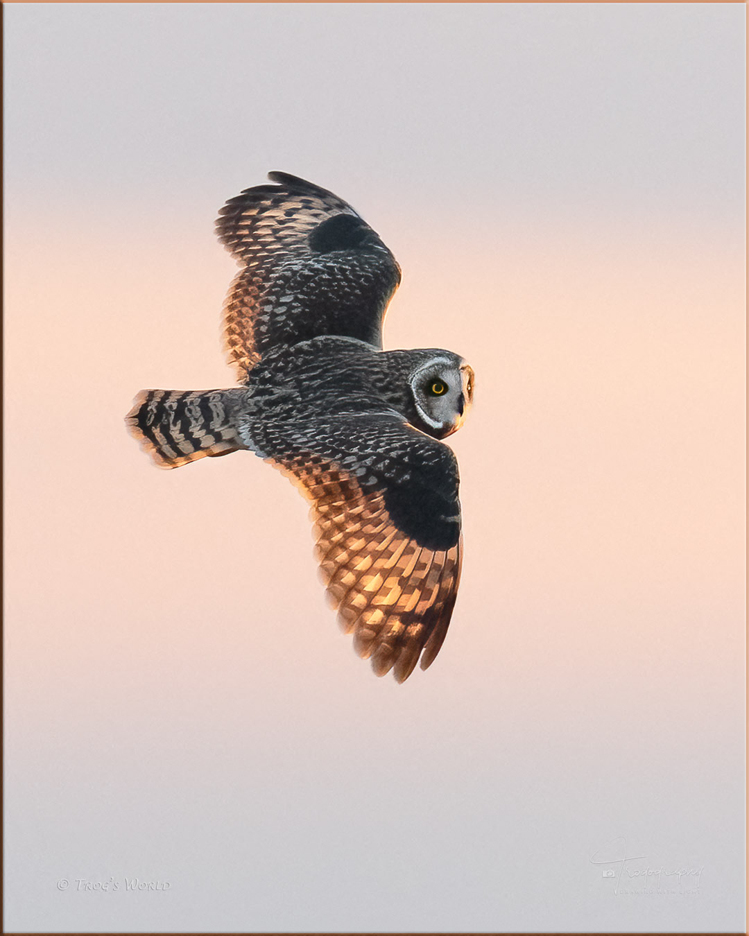 Short-eared Owl in on an evening hunt