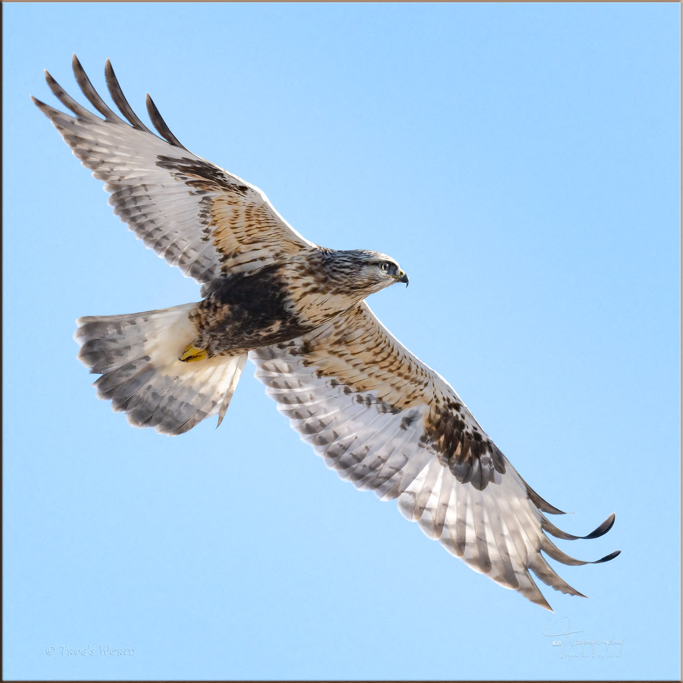 Rough-legged Hawk banking over the prairie