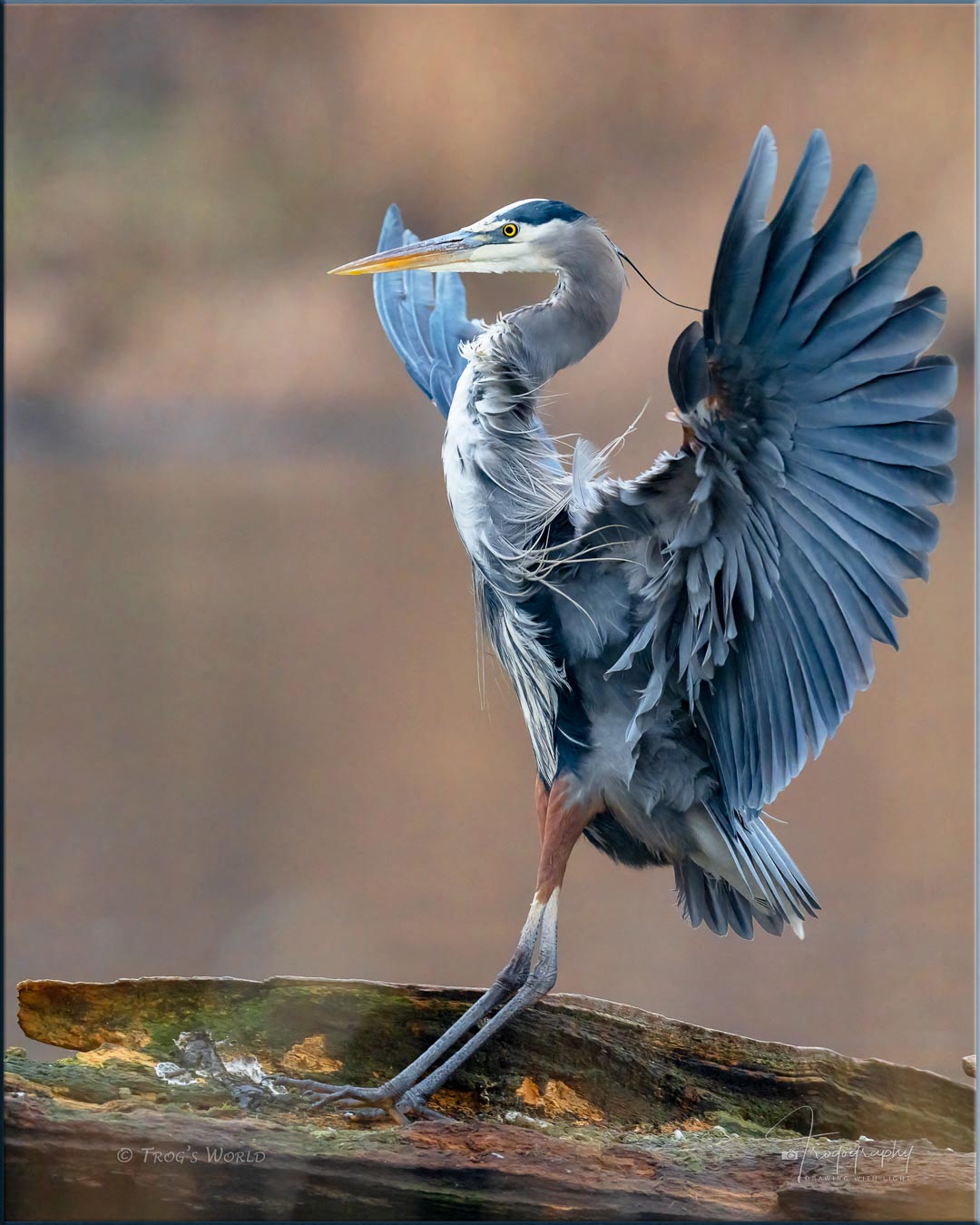 Great Blue Heron stickin' the landing