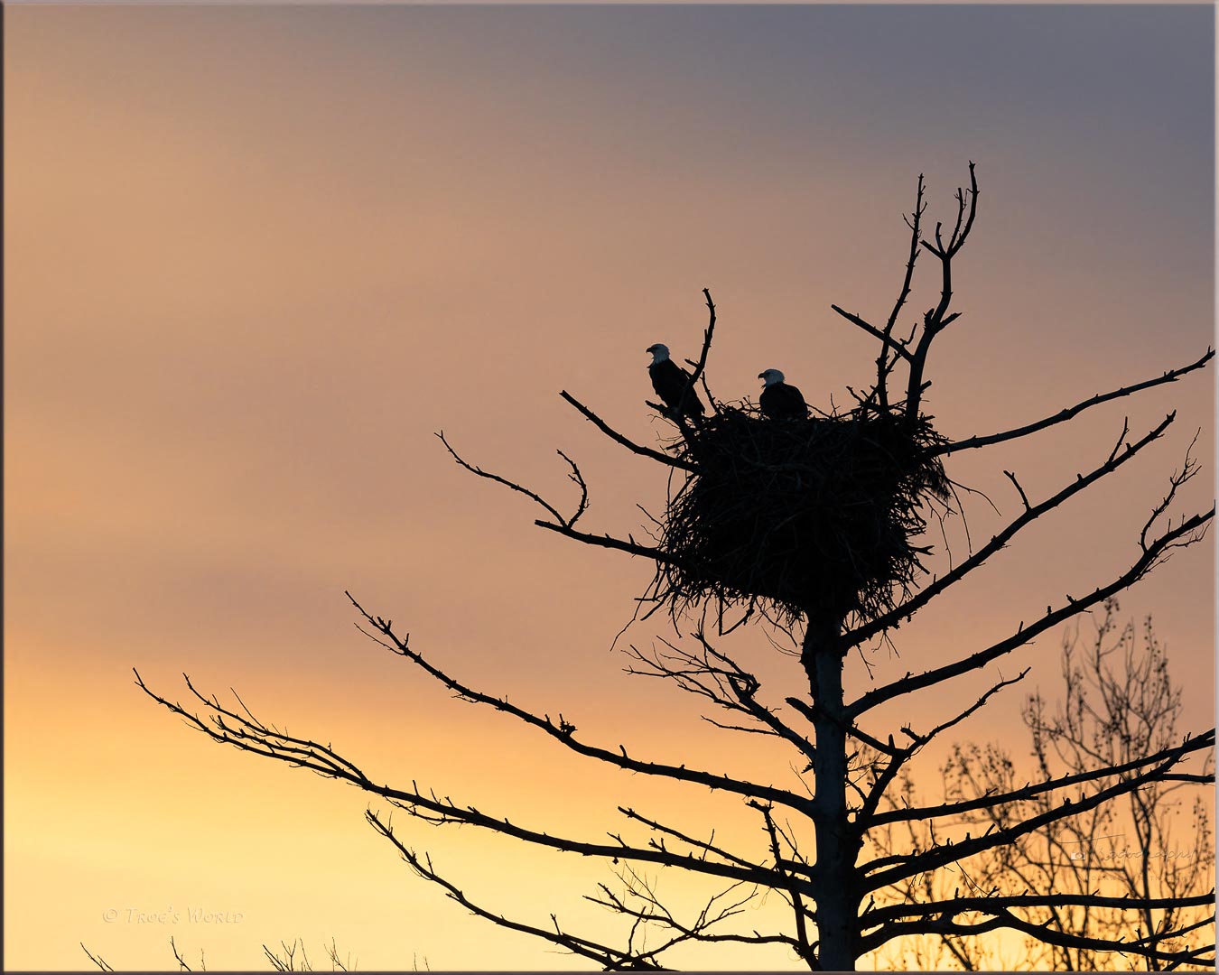 Mated Bald Eagles in their nest