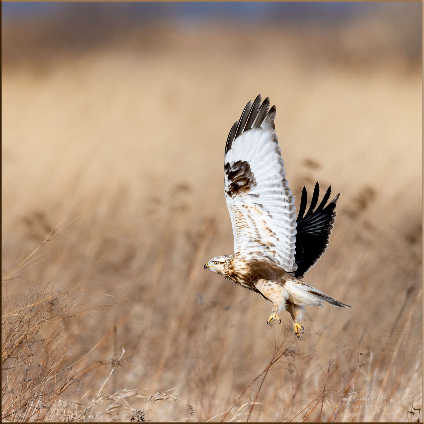 Rough-legged Hawk over the prairie