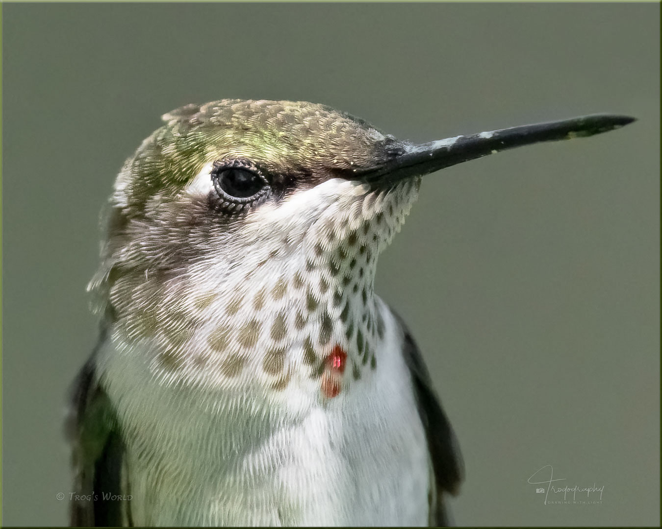 Ruby-throated Hummingbird Eyelashes