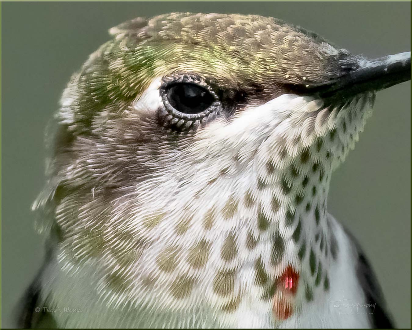 Ruby-throated Hummingbird Eyelashes