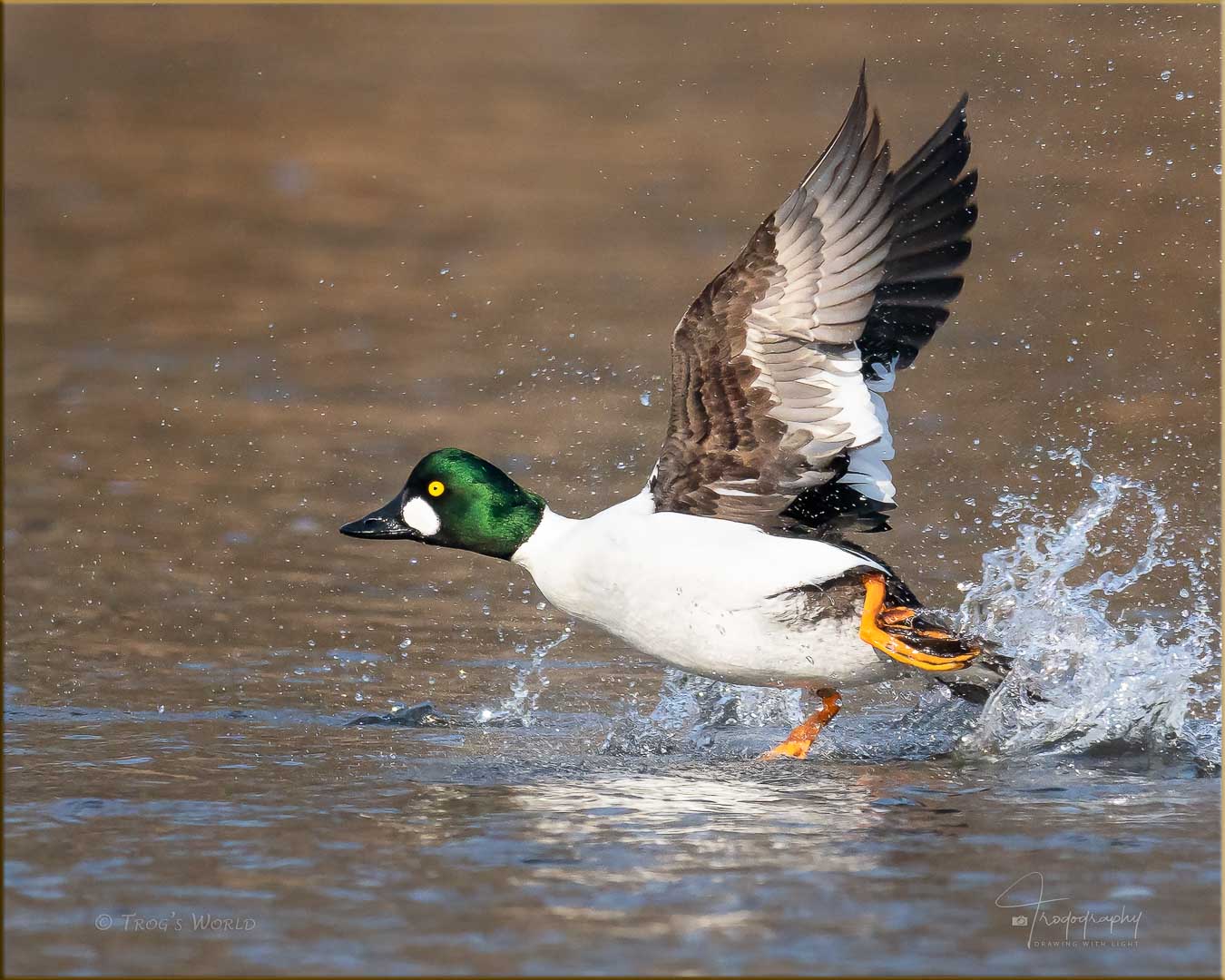 Goldeneye duck taking flight