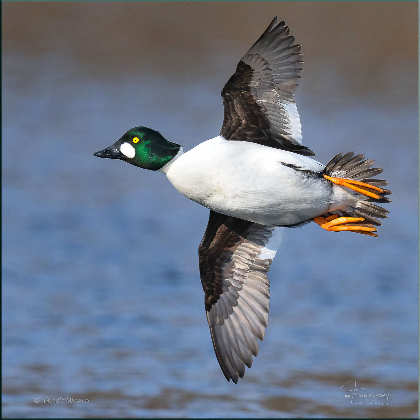 Goldeneye banks before landing in the river