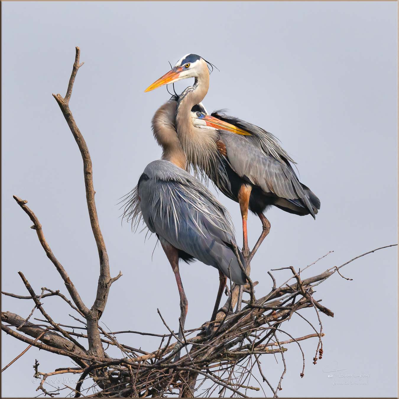 Two Great Blue Heron love birds