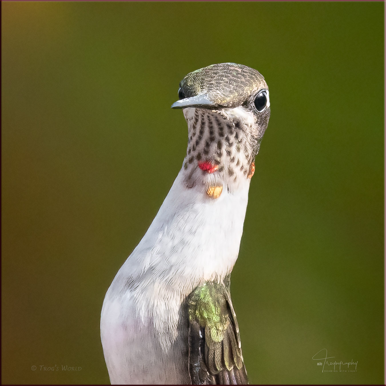 Ruby-throated Hummingbird