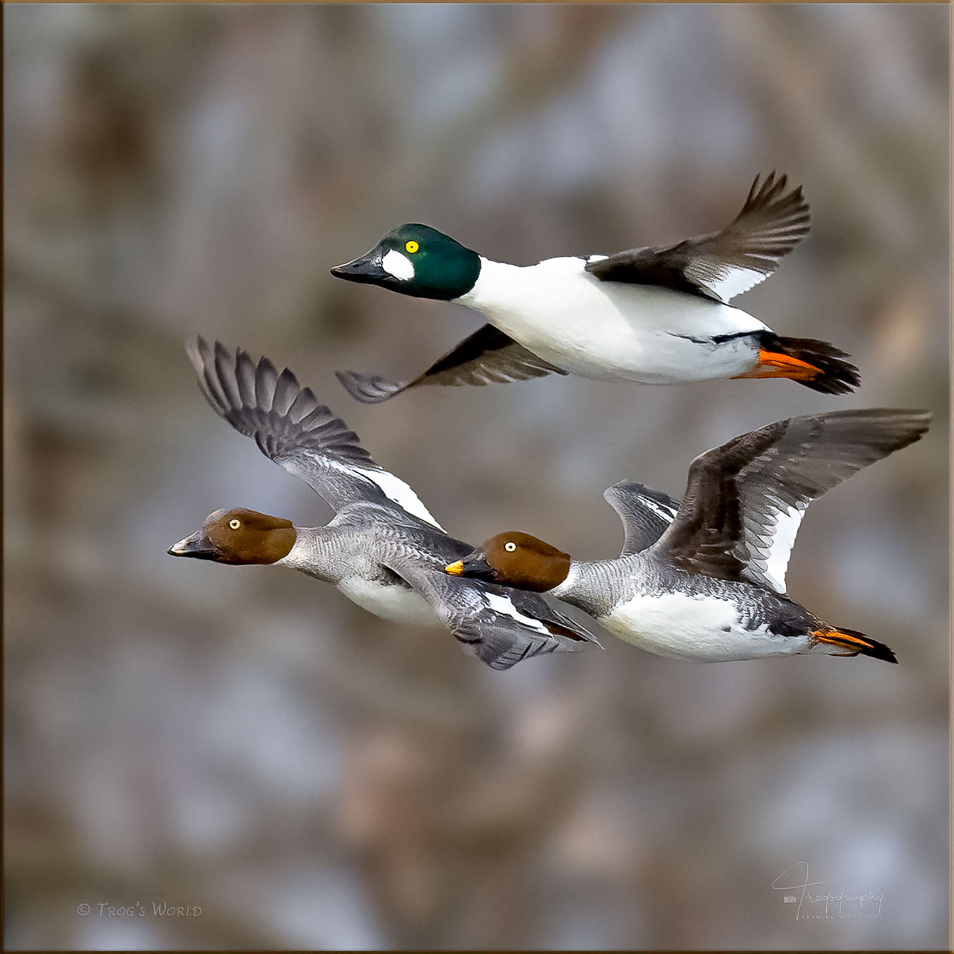 Three Goldeneyes in flight