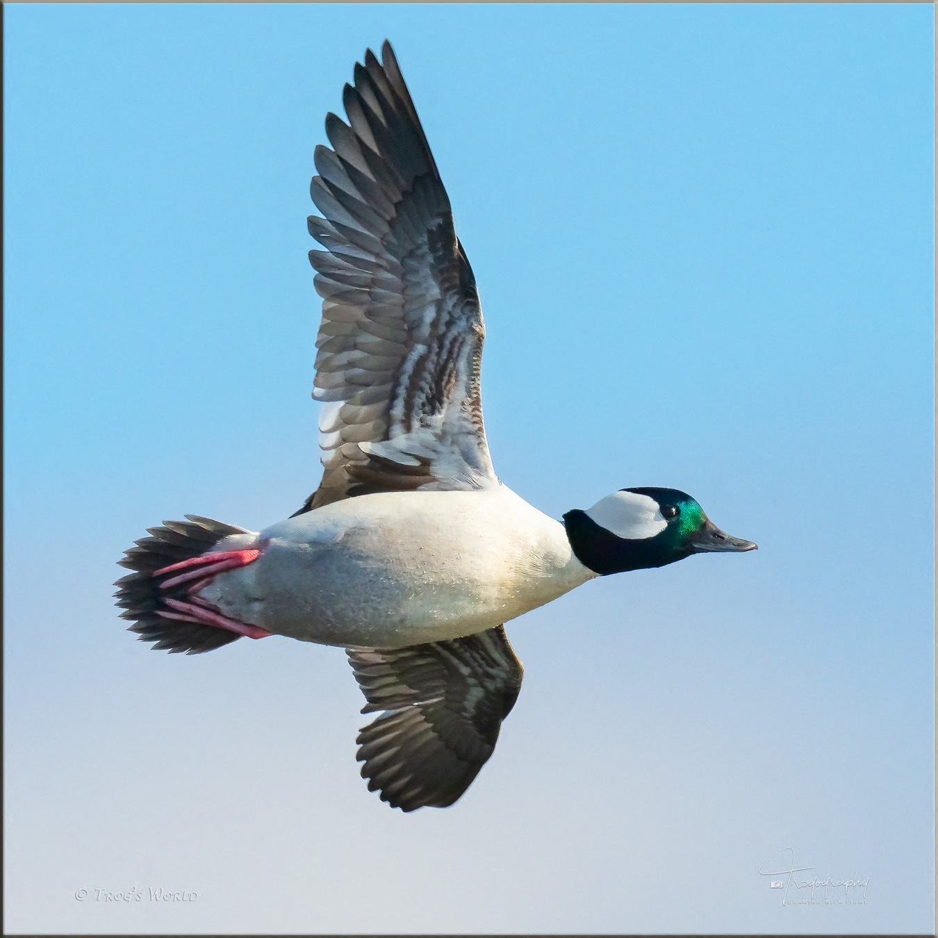 Bufflehead in flight