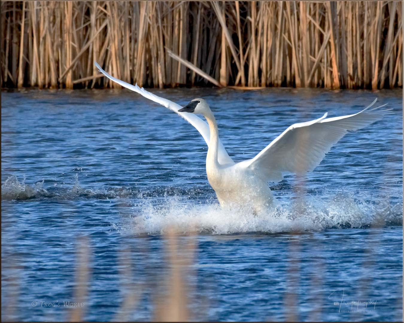 Trumpeter Swan landing on a lake