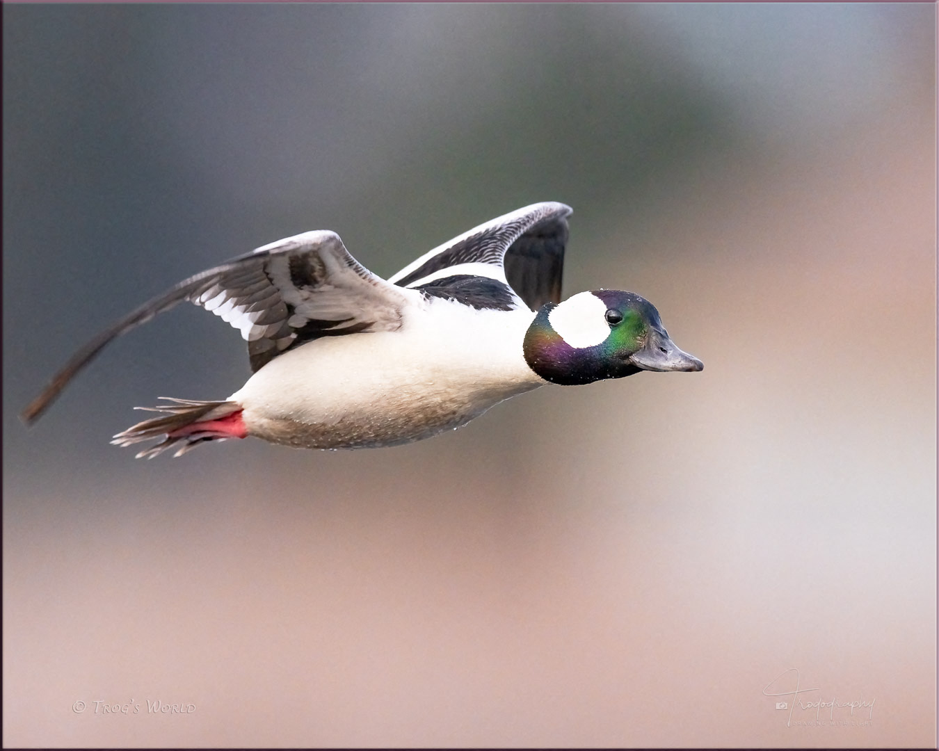 Bufflehead in flight