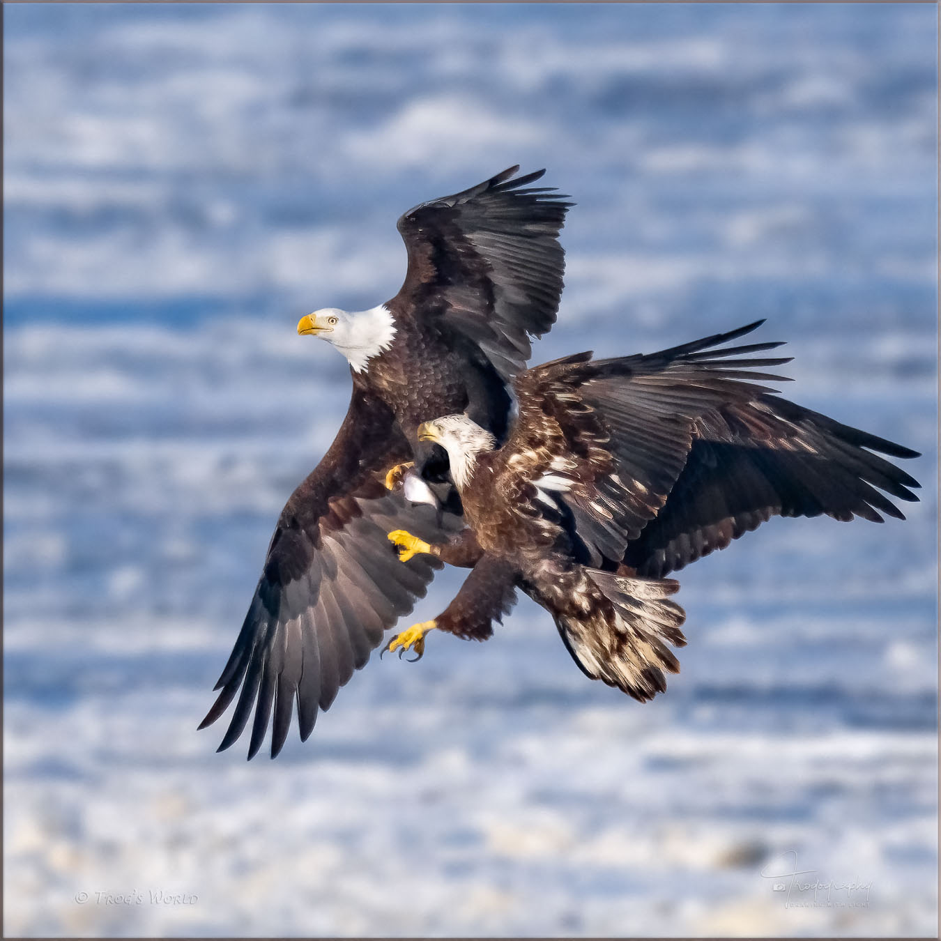 Two Bald Eagles fight over a fish