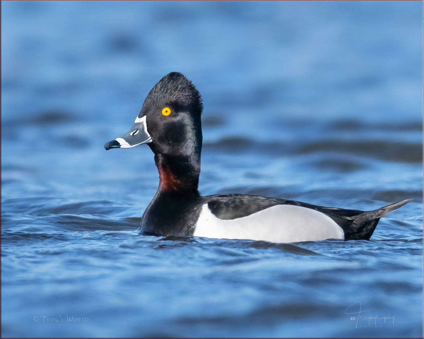 Ringed-neck Duck
