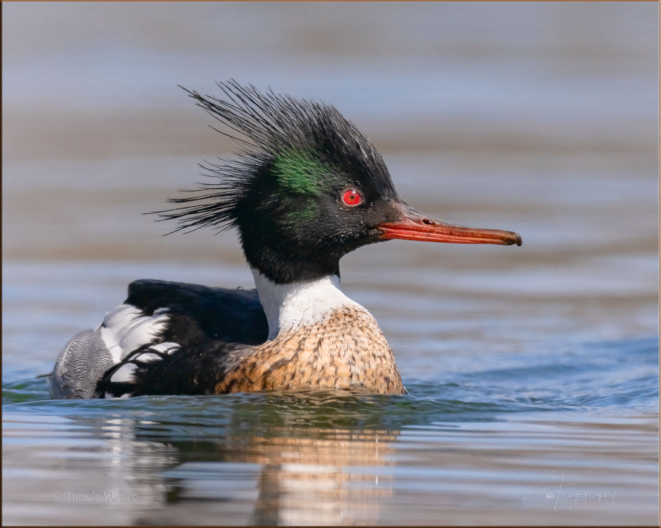 Red-breasted Merganser