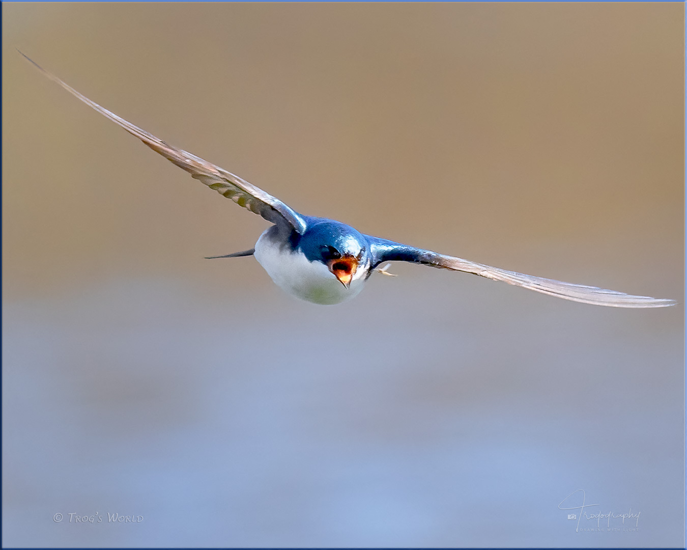 Tree Swallow in flight toward an insect lunch