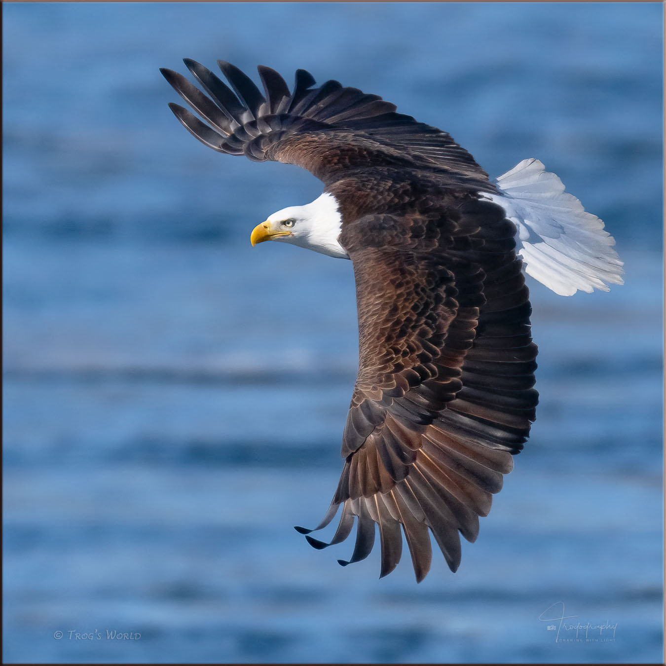 Bald Eagle in flight over the Mississippi river