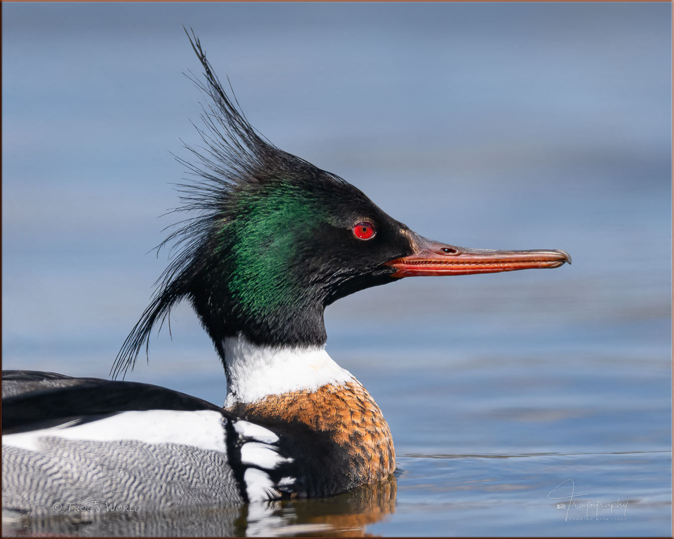 Red-breasted Merganser bad hair day