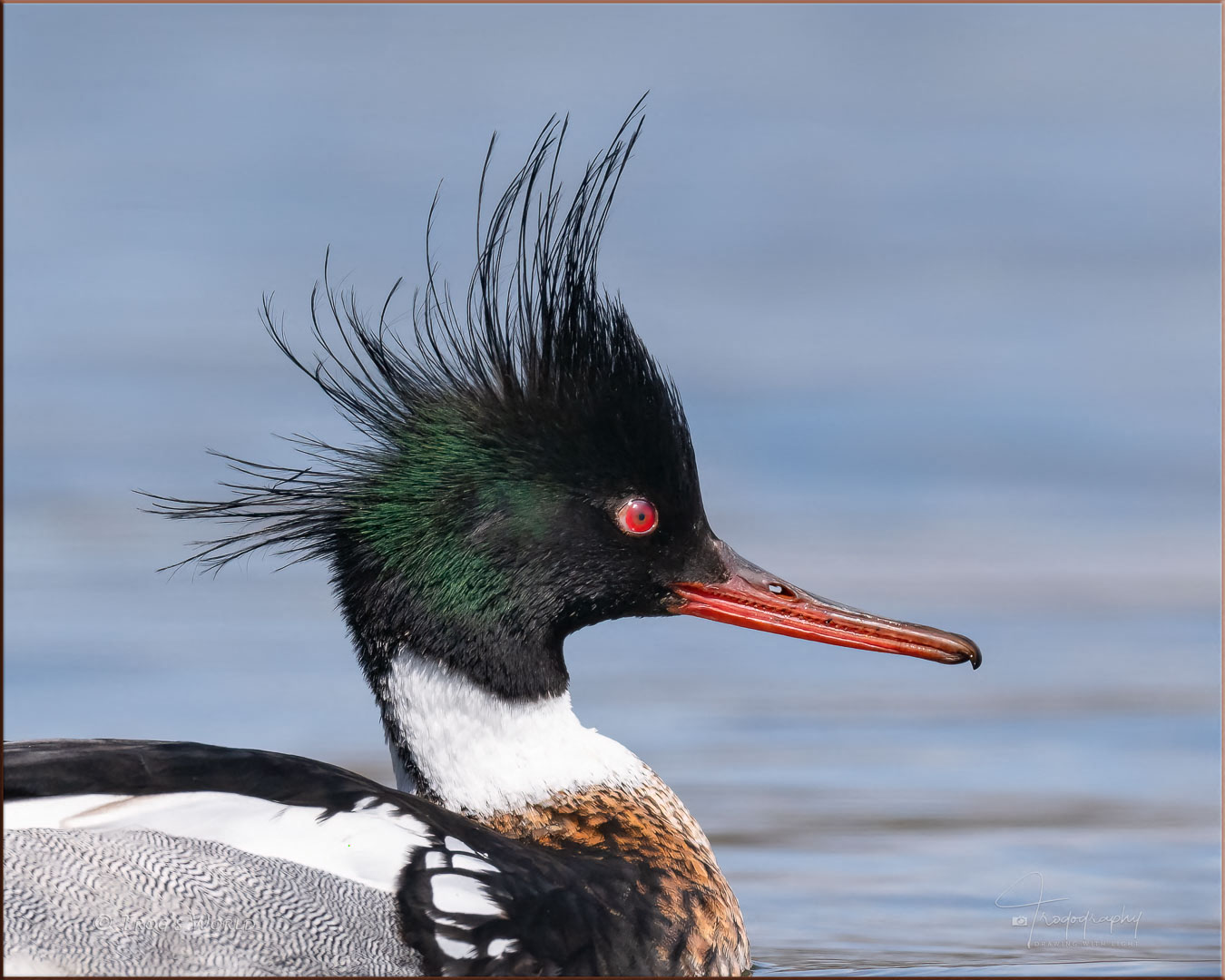 Red-breasted Merganser bad hair day