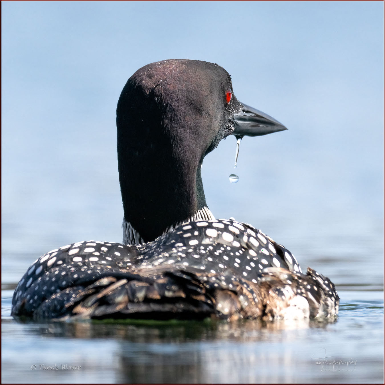 Common Loon with water dropping off its beak
