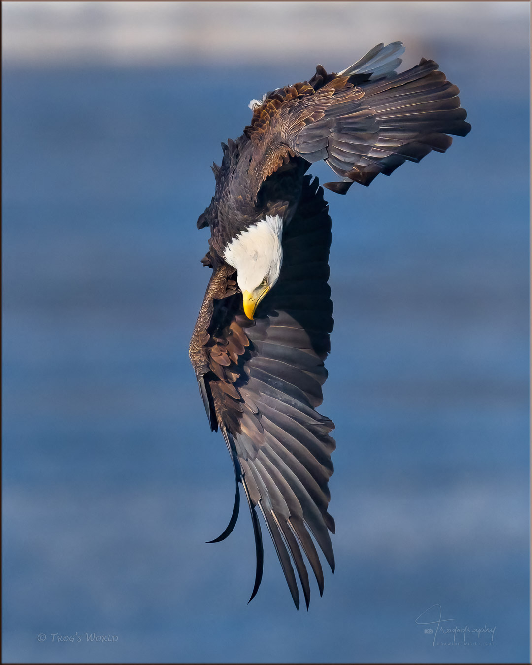 Bald Eagle diving for a fish