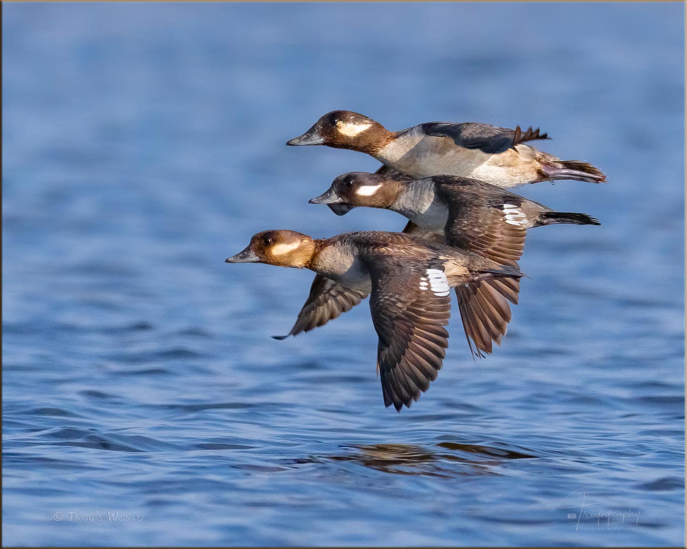 Three Bufflehead females fly in formation