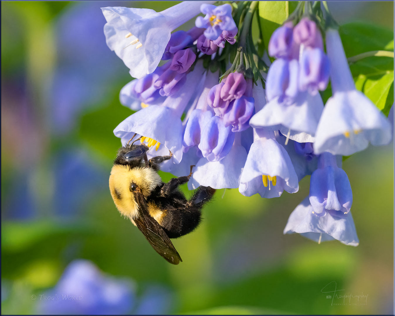Bumblebee on Virginia Bluebells