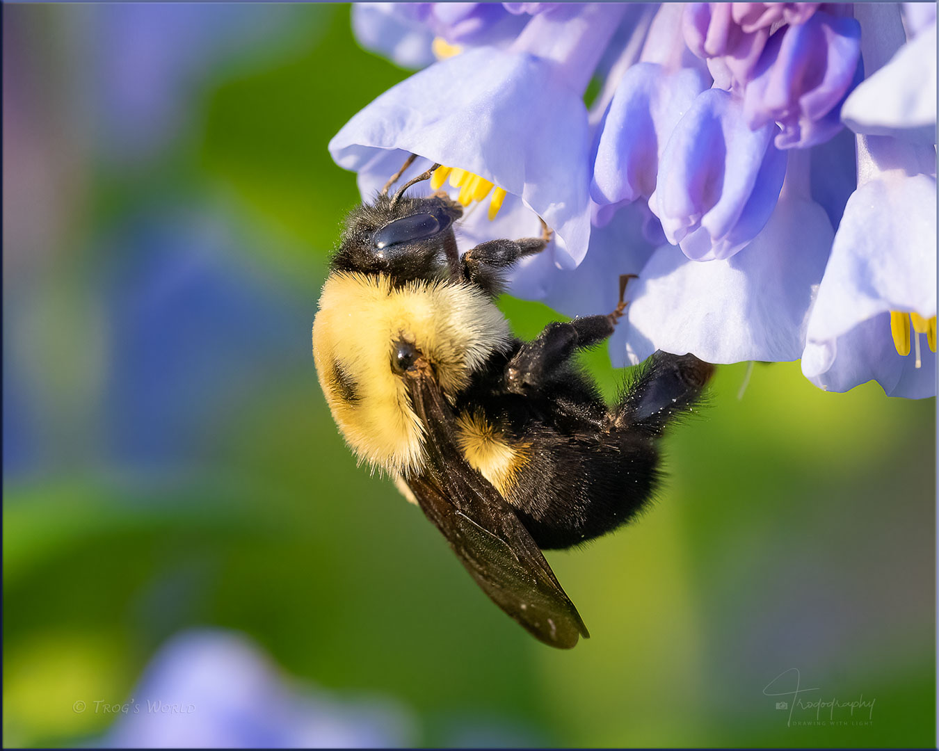 Bumblebee on Virginia Bluebells