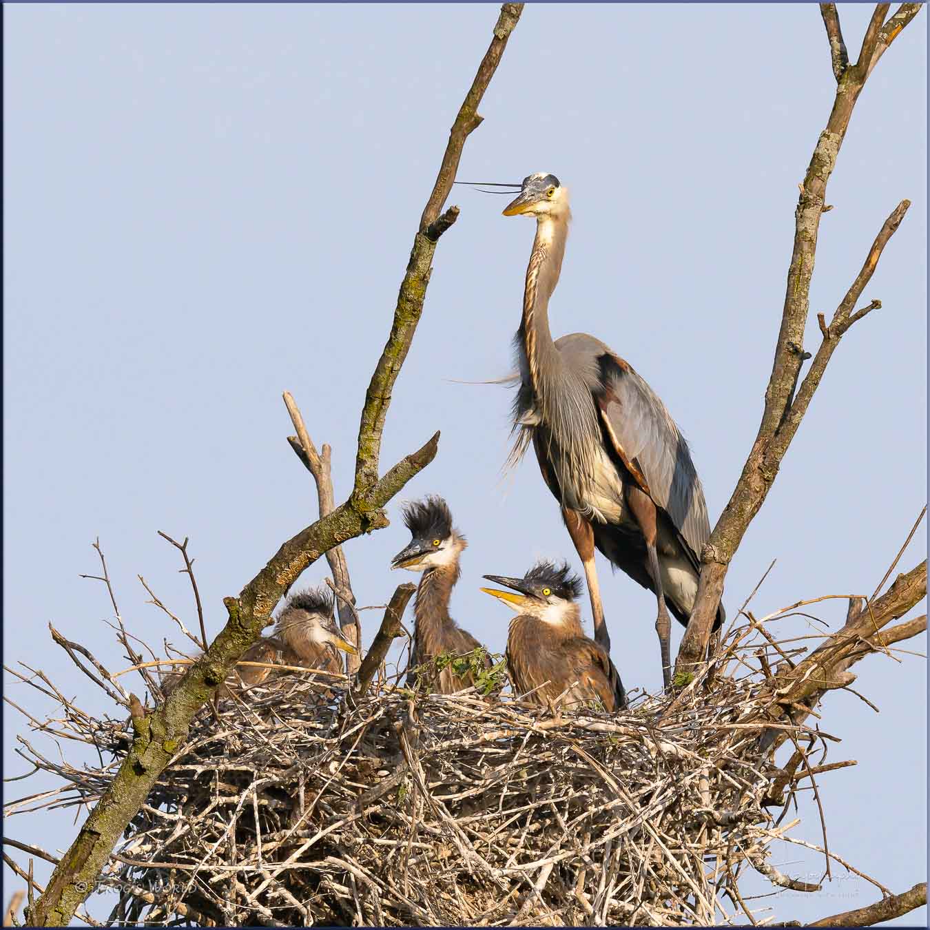 Great Blue Heron family in the nest