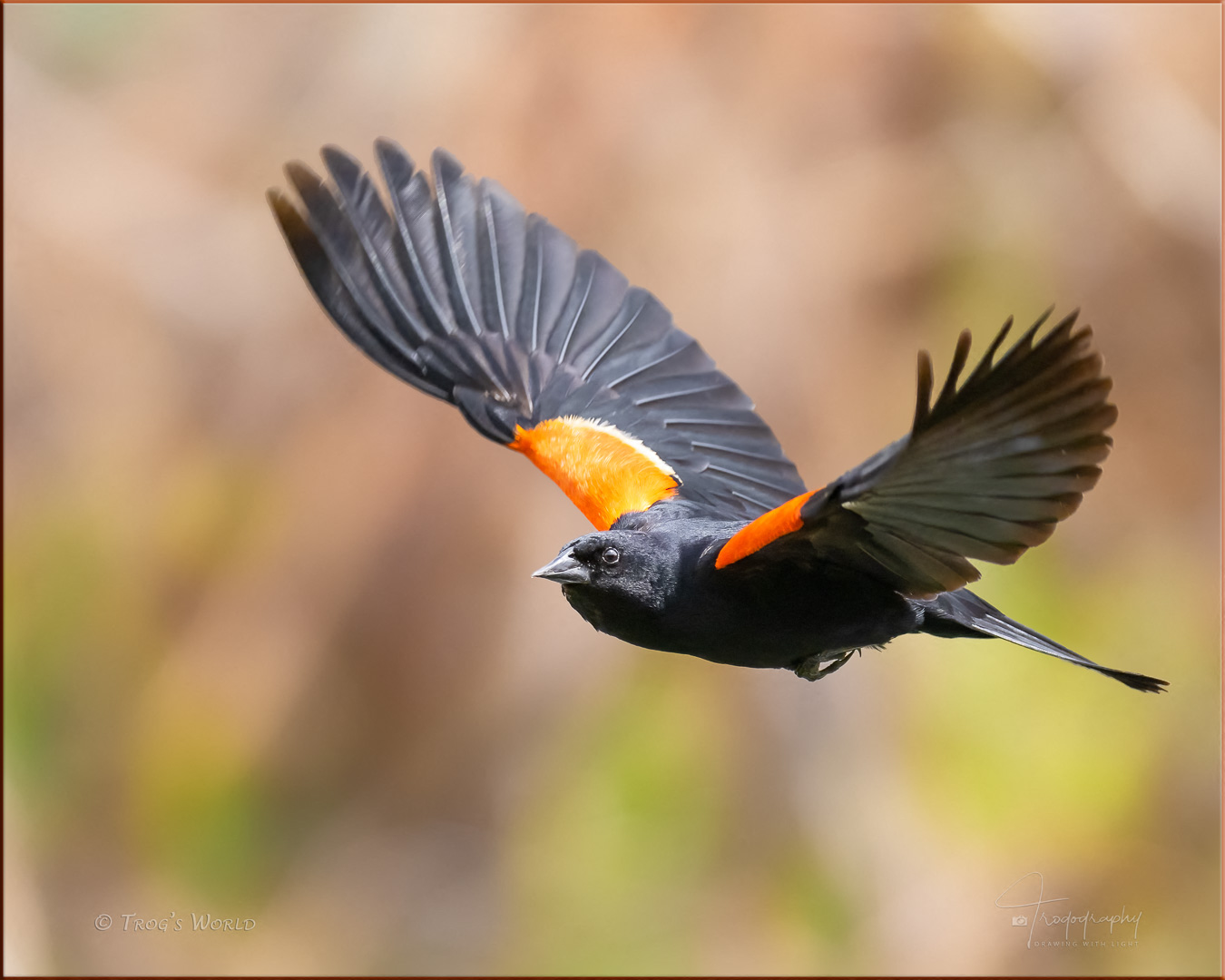 Blackbird in flight