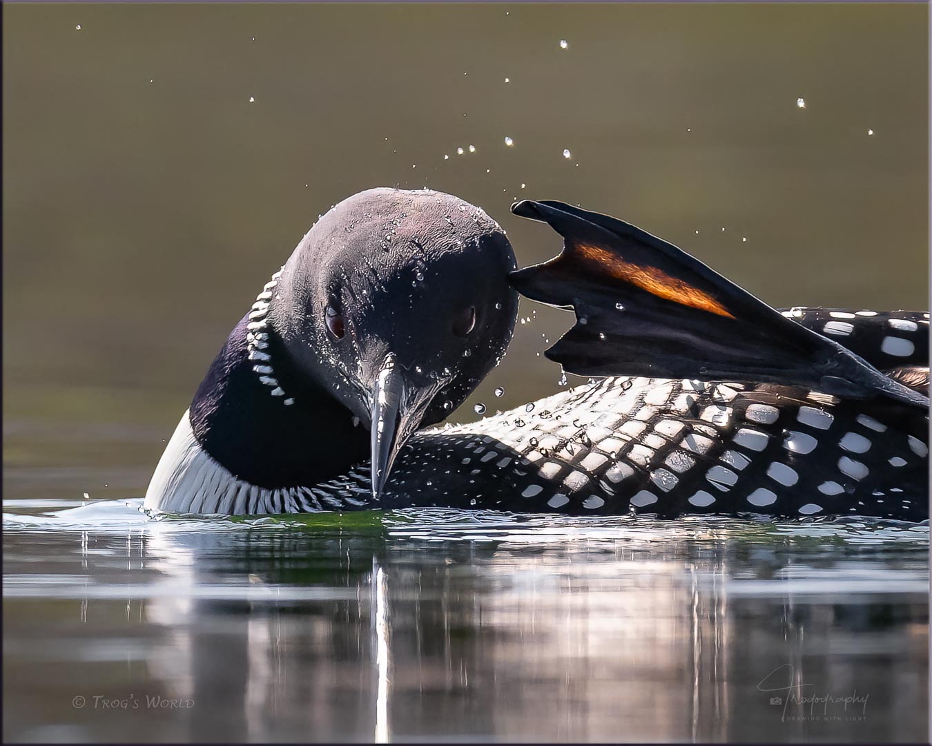 Common Loon scratching an itch
