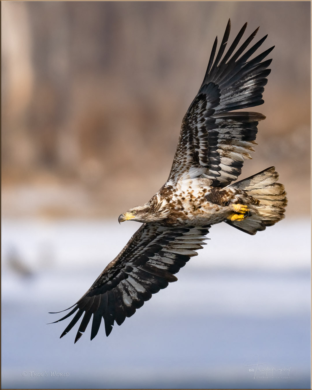 Juvenile Bald Eagle in flight