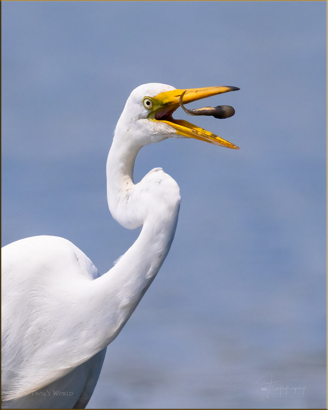 Great Egret getting ready to swallow a tadpole