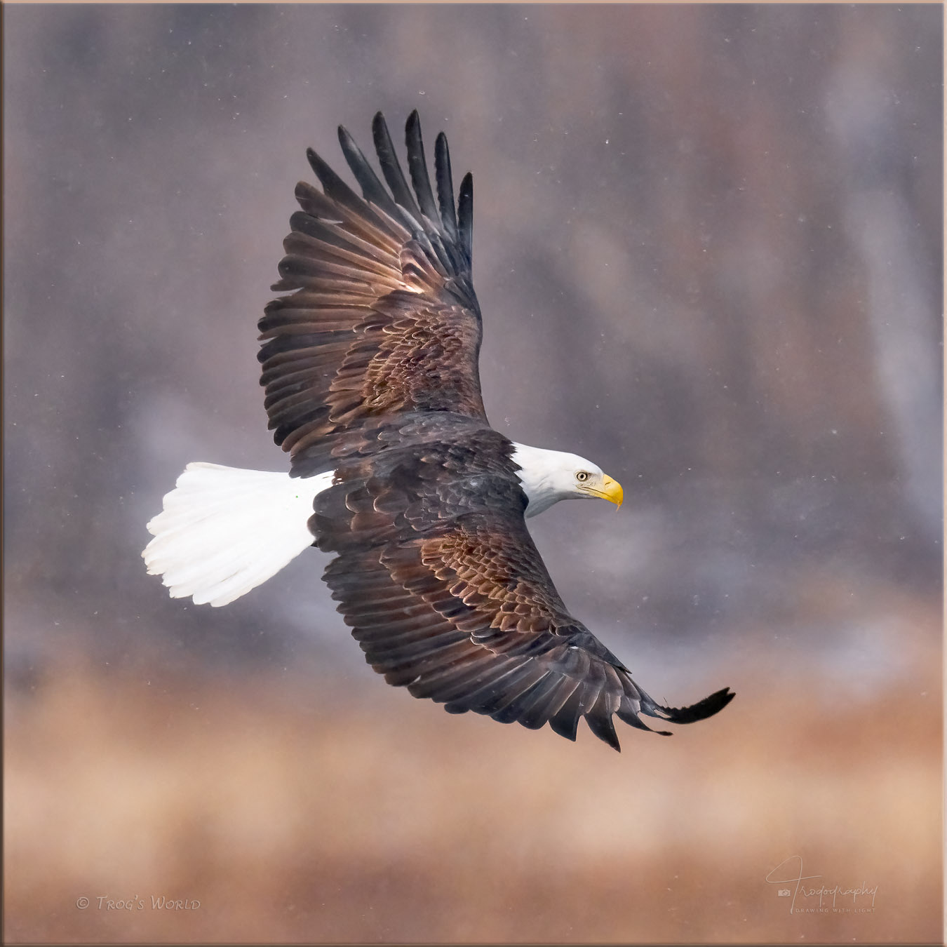 American Bald Eagle banking to the north