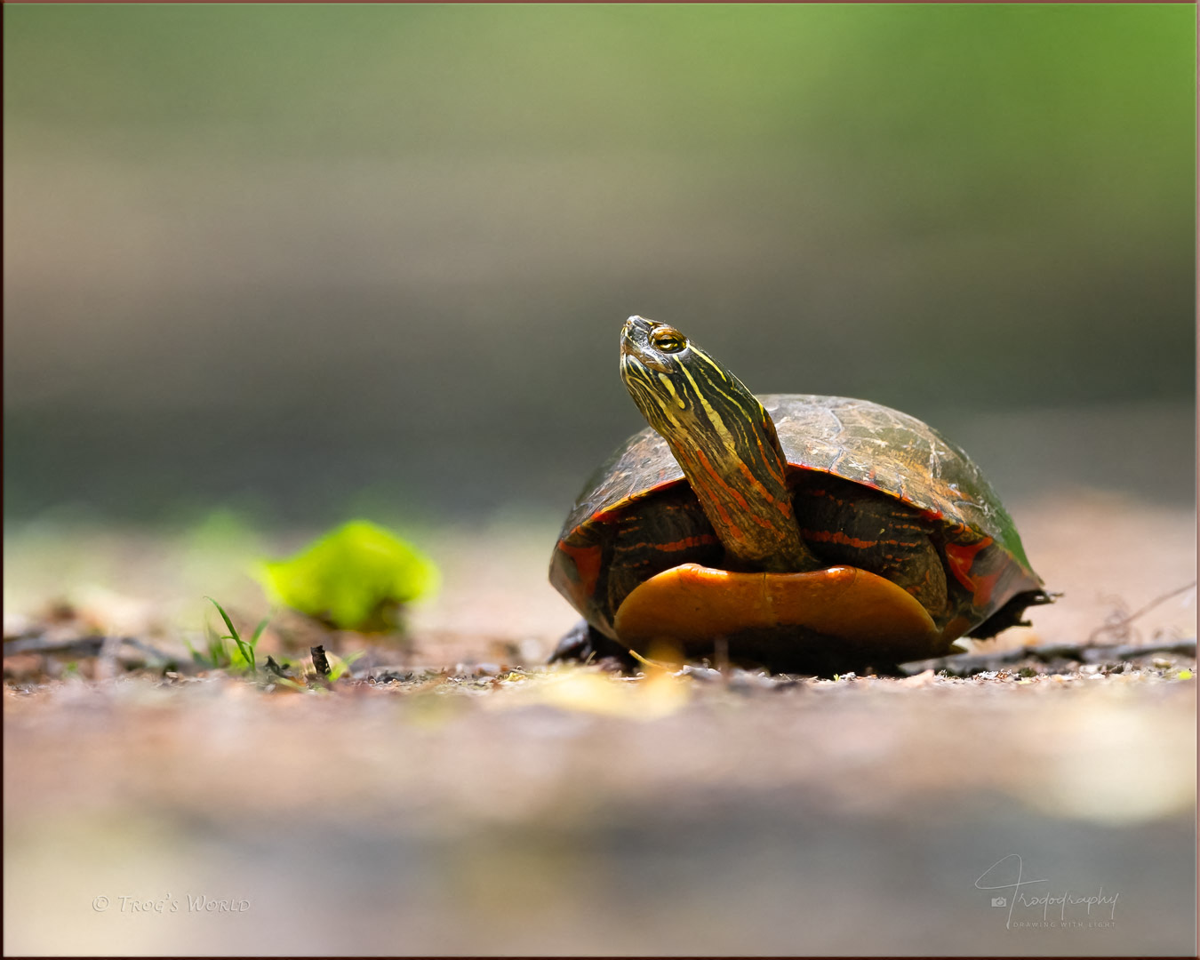 Painted Turtle crossing the path