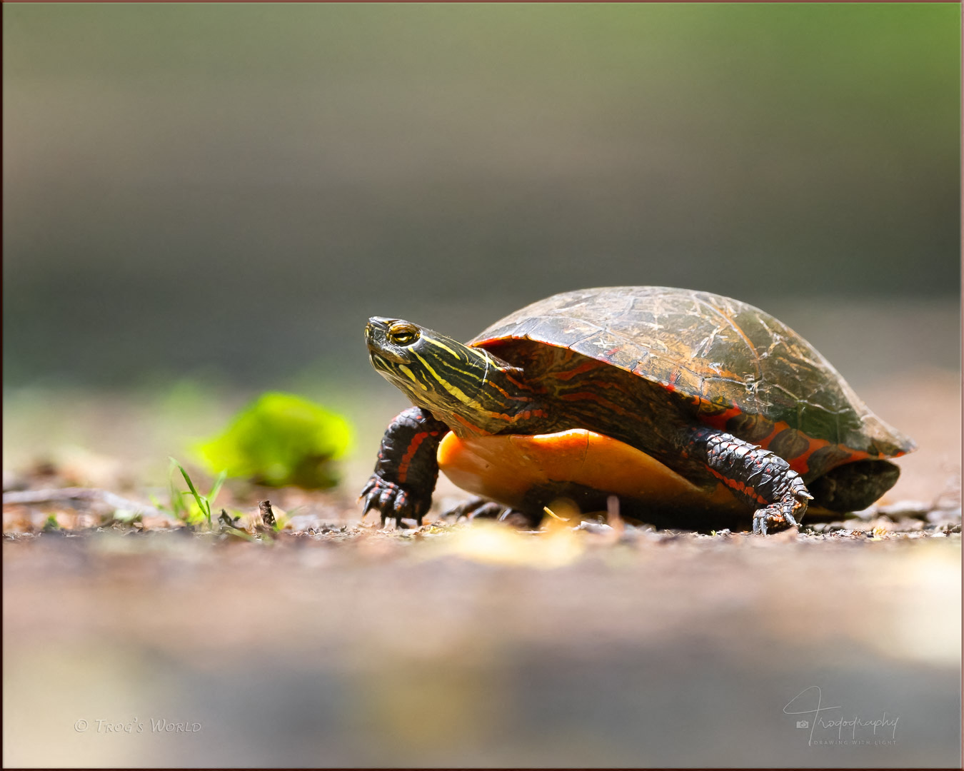 Painted Turtle crossing the path