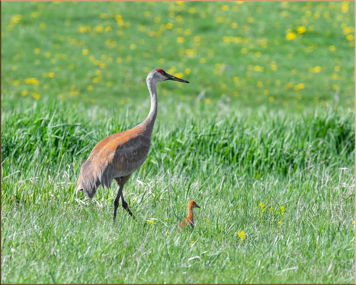 Sandhill Crane and Colt walking across the field