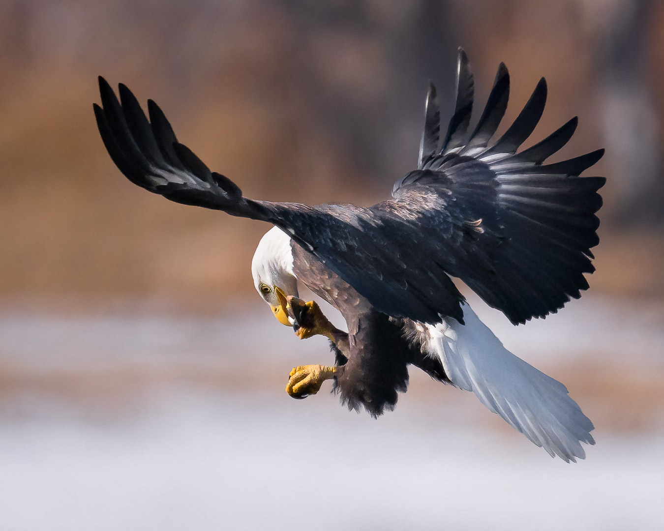 American Bald Eagle eating fish while flying