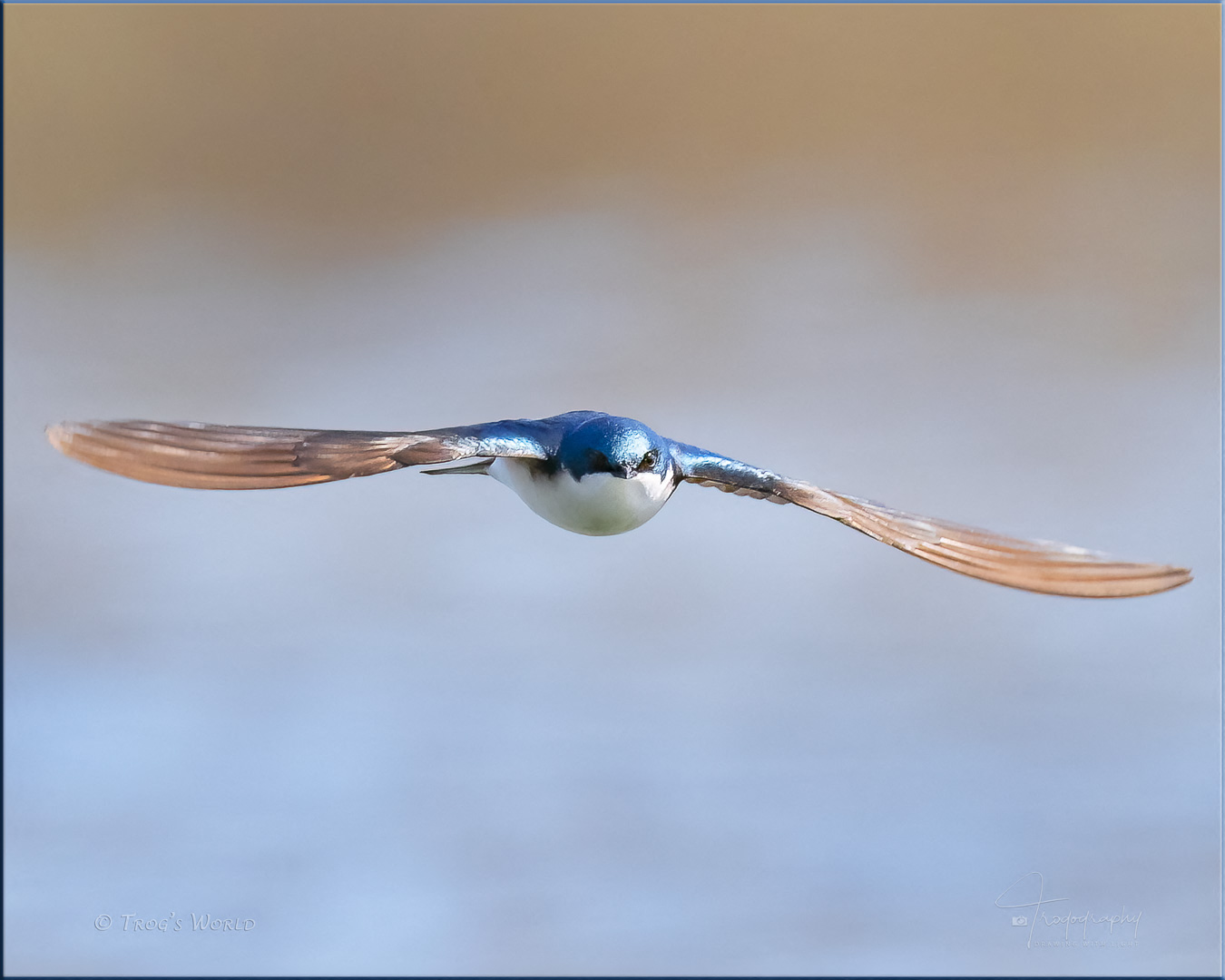 Tree Swallow in flight