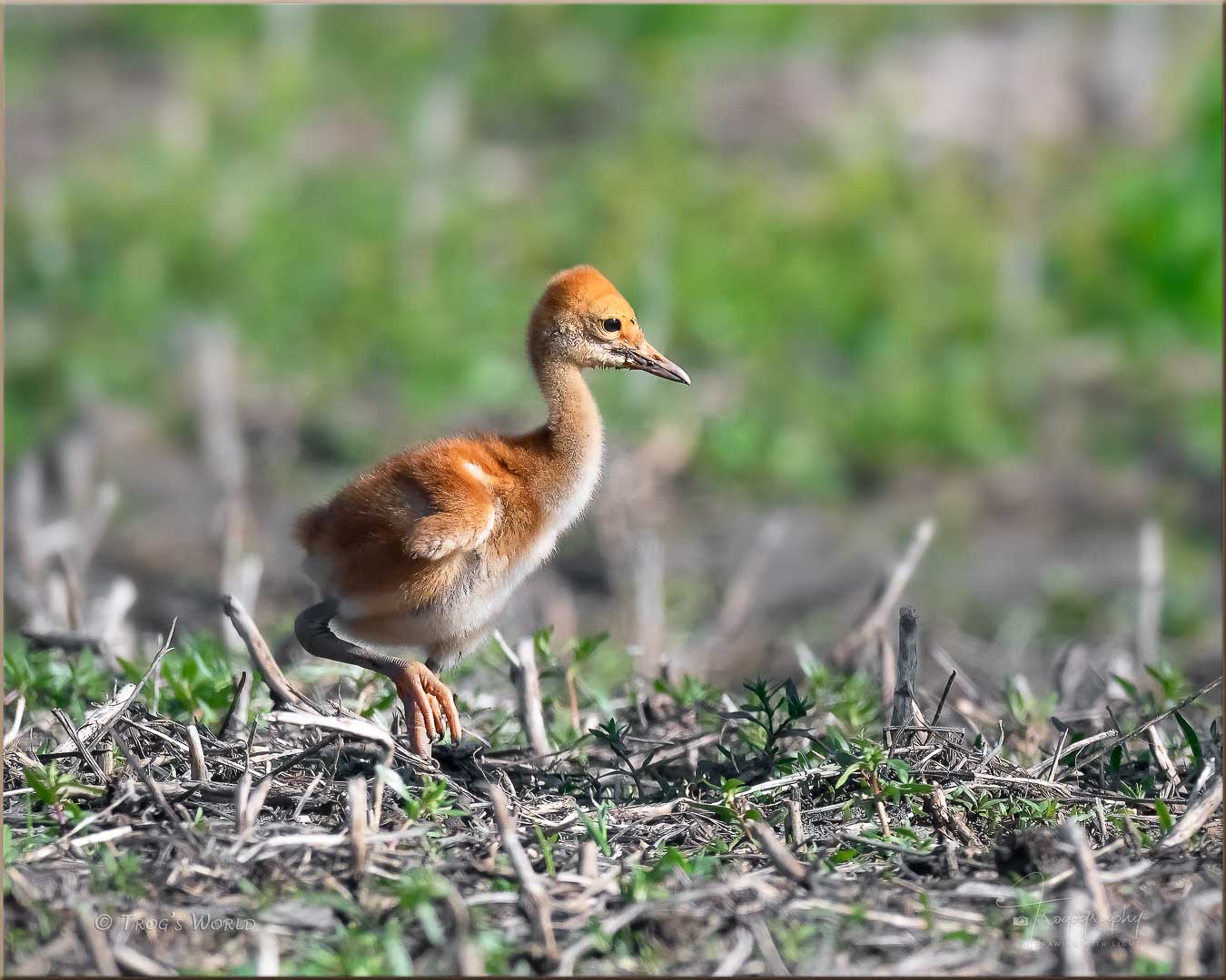 Sandhill Crane Colt strutting across the field